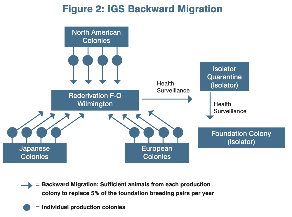 IGS scheme Backward migration.png